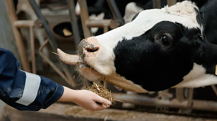 West Cork farm leader warns against safety slips amid 'frightening surge' in fatalities Image