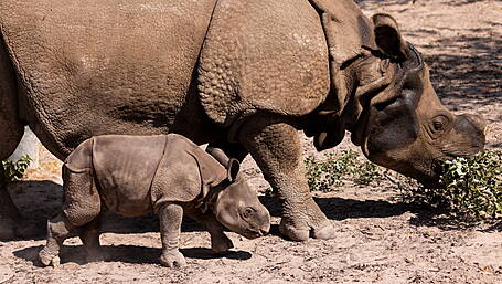 Fota call out to name Indian rhino born last month Image