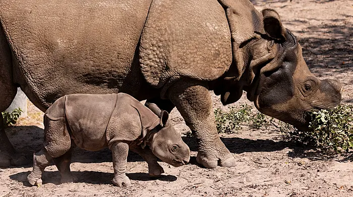Fota call out to name Indian rhino born last month Image