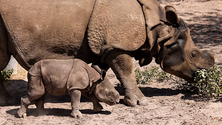 Fota call out to name Indian rhino born last month Image