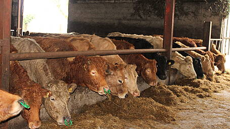 Dairy farmers experiencing losses as high as €38,000 but West Cork co-ops performing best Image