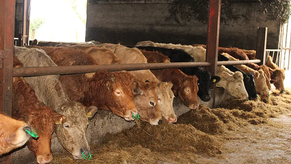Dairy farmers experiencing losses as high as €38,000 but West Cork co-ops performing best Image