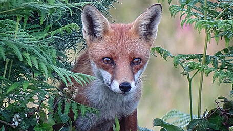 WILDLIFE: The wild riches of West Cork’s hedgerows Image