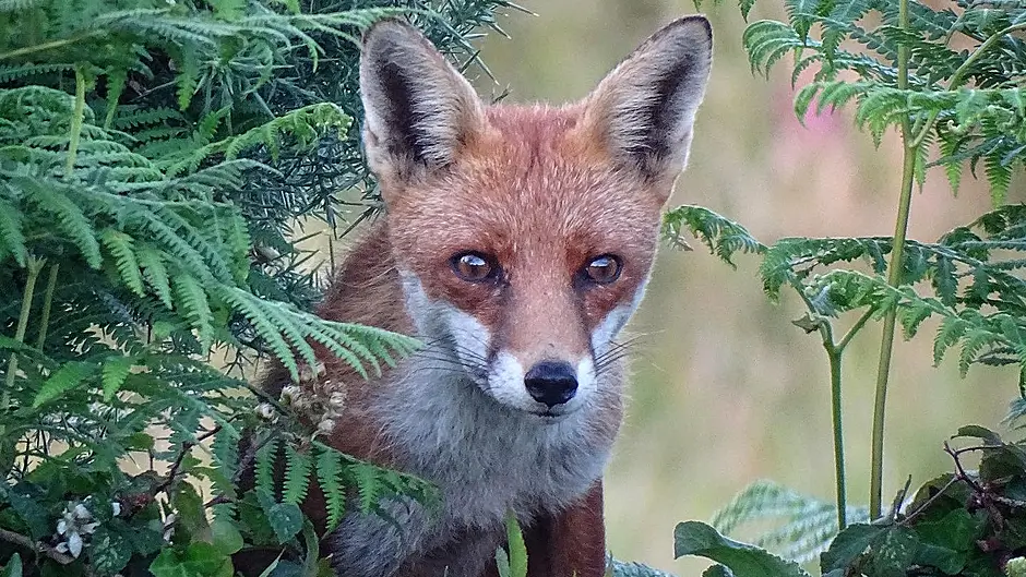 WILDLIFE: The wild riches of West Cork’s hedgerows Image