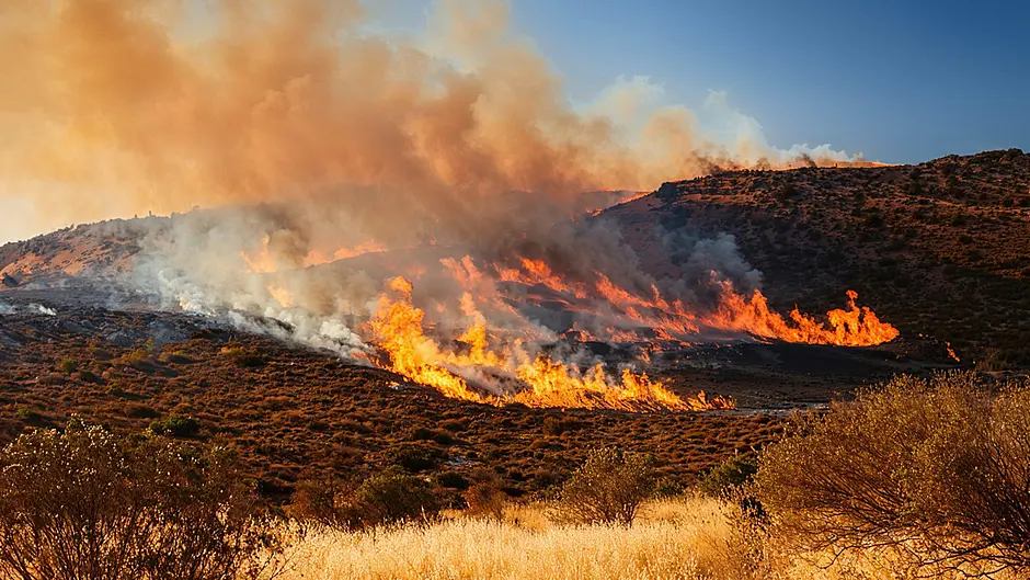 More needs to be done in prevention of devastating wildfires warns senator Image