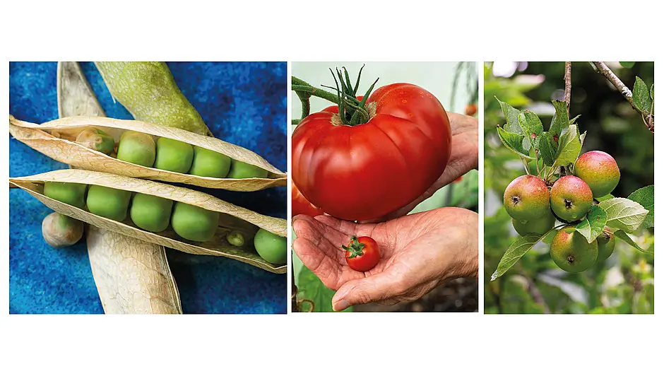 GARDENING: Praying for a downpour to keep things growing Image