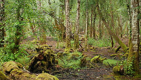Rainforest RTÉ series Image