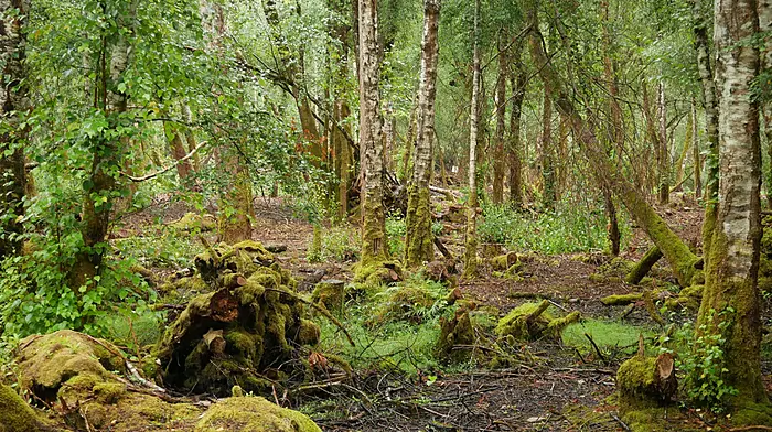 Rainforest RTÉ series Image