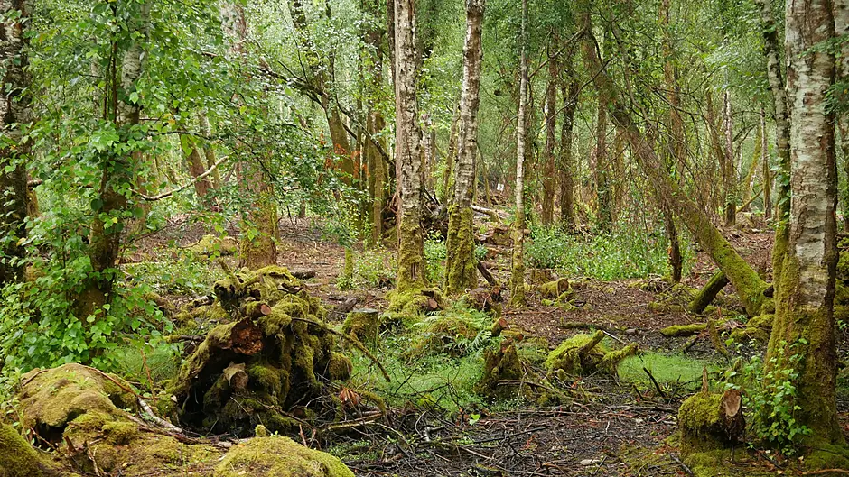 Rainforest RTÉ series Image
