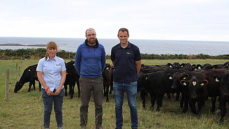 Farmers invited to see a successful dairy calf-to-beef system in operation in Myross Image