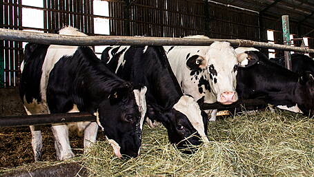 ICSA call for action over potential fodder crisis Image