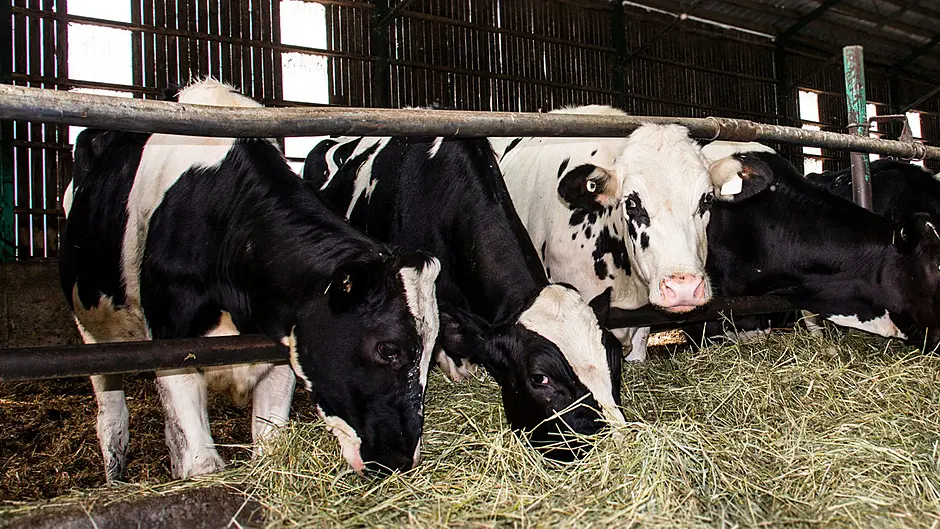 ICSA call for action over potential fodder crisis Image