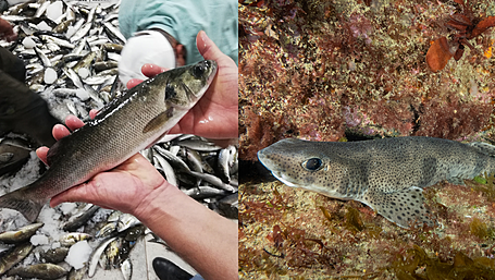 Seabass and Dogfish top the list of Ireland’s most caught marine species Image