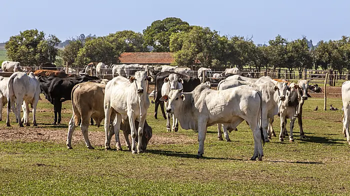 ICSA welcomes EU ban on Brazilian beef imports over standard concerns Image