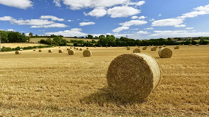 IFA urges minister Heydon to provide immediate cash supports amid fodder crisis Image