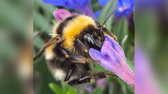 Reader’s Picture of the Week Image