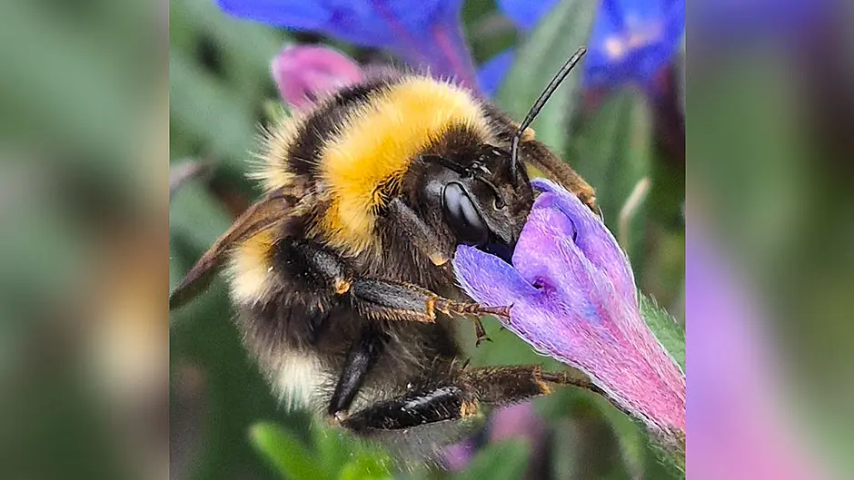 Reader’s Picture of the Week Image