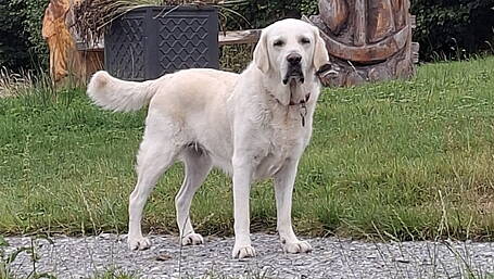 Bantry school’s assistance dog Kaci already welcomed as true class act Image