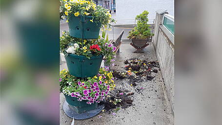 Tidy Towns volunteers hit out at vandalism which has decimated its tight budget Image
