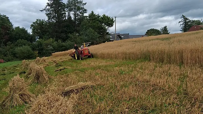 The Caheragh Threshing Committee extends its heartfelt gratitude to the cutting crew and to Liam Kingston from Droumcoora for generously providing the land for this year's crop, which was harvested in August in preparation for the annual Threshing Day scheduled for Sunday October 11th. The event is a cherished tradition that celebrates local agricultural heritage and community spirit.
