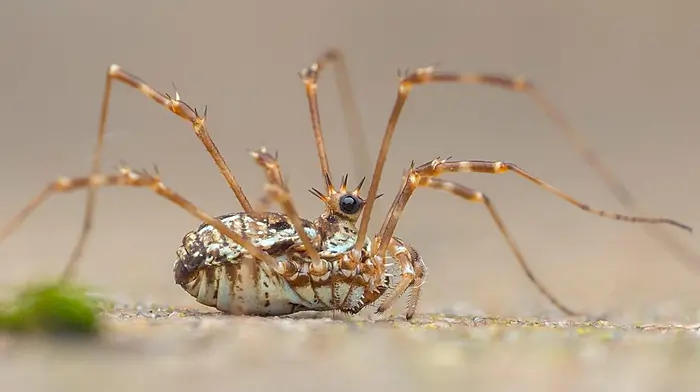 WILDLIFE: Love it or hate it - it is spider season Image