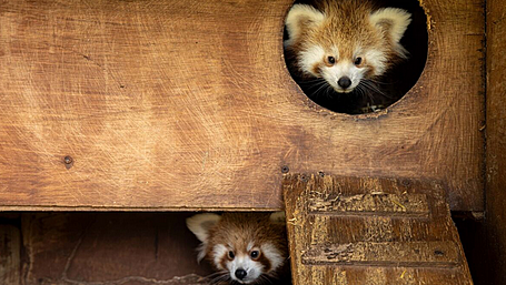 Red panda cubs born at Fota Wildlife Park Image