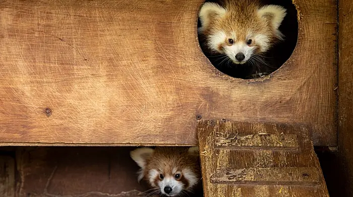 Red panda cubs born at Fota Wildlife Park Image