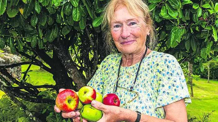 Clonakilty, West Cork, Ireland. 13th Sept, 2026. The Clon Apple Fest took place today at the Fernhill House Hotel, Clonakilty. Billed as a community event, people came from far and wide to turn apples into apple juice. Picking apples for pressing was Elizabeth Hegarty, Courtmacsherry. Picture: Andy Gibson.