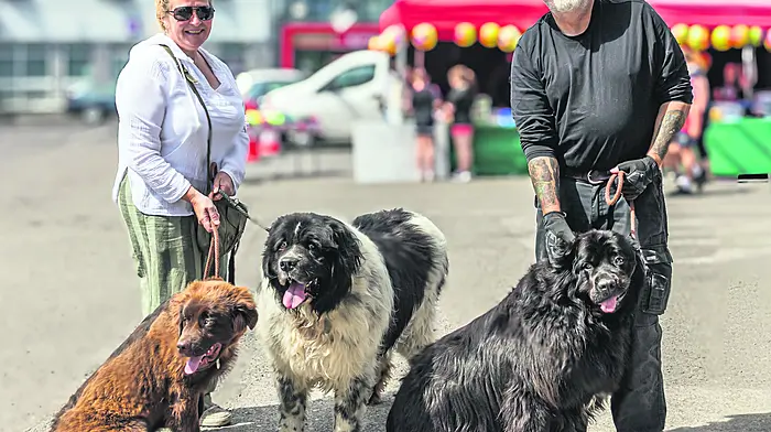 Mark and Gayle Cranfield with their new foundland dogs  Elwood, Evie and Beare Picture: Anne Marie Cronin Photography