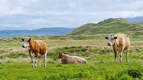 Farmers warned after unvaccinated heifer tests positive for bluetongue in Wexford Image