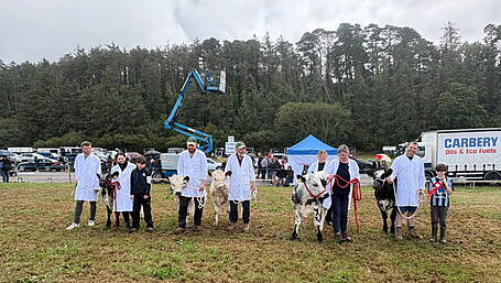 History made in West Cork as near extinct Droimeann cattle breed makes comeback Image