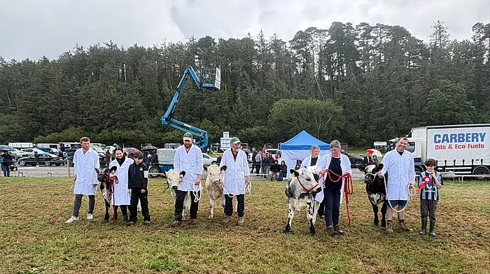 History made in West Cork as near extinct Droimeann cattle breed makes comeback Image