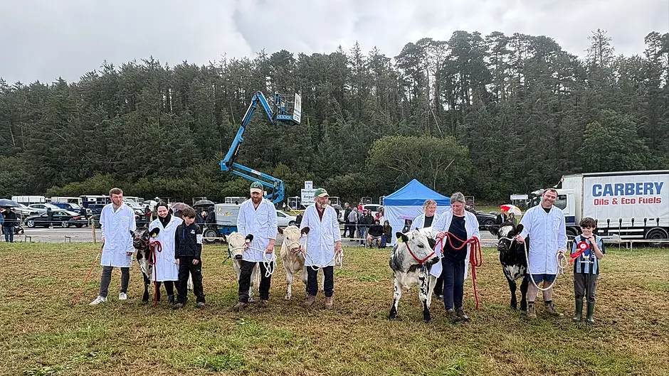 History made in West Cork as near extinct Droimeann cattle breed makes comeback Image
