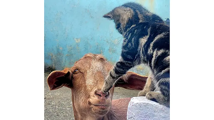 Reader’s Picture of the Week Image