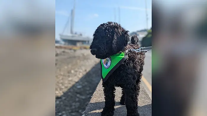 Scoil Naomh Eltin brings therapy dog Seán on board to support pupils in Kinsale Image