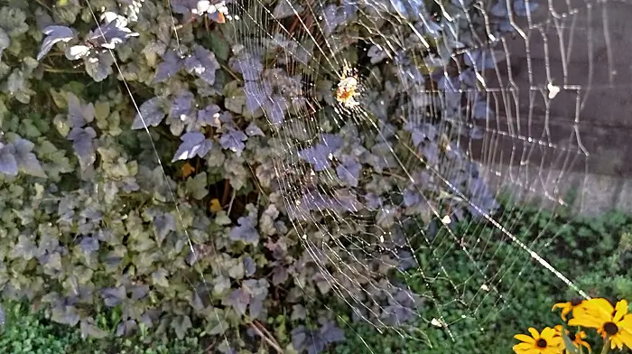 The beauty of creation in a Crossbarry garden.
