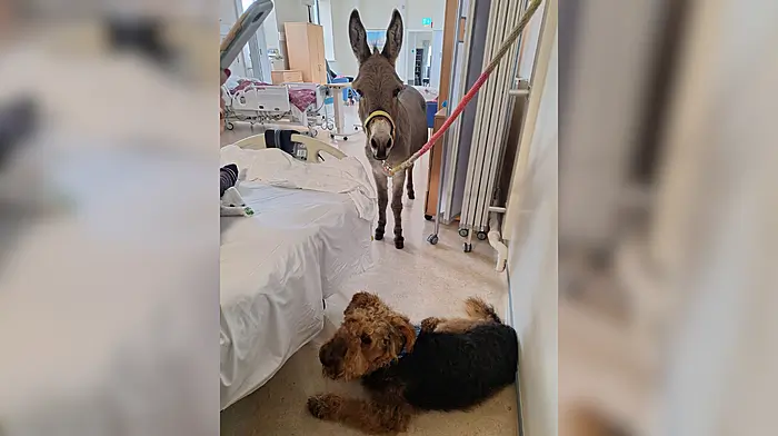 Gordon and Turnip delight Clon hospital residents Image