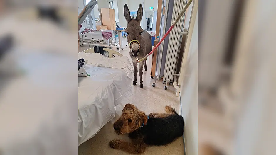 Gordon and Turnip delight Clon hospital residents Image