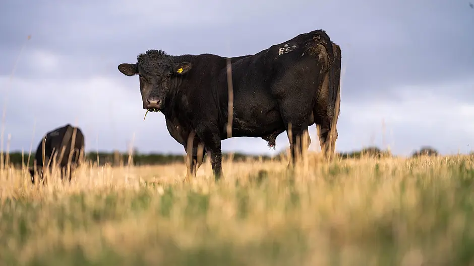 Farmers facing ‘stark choices’ when it comes to feeding cattle or paying Revenue Image