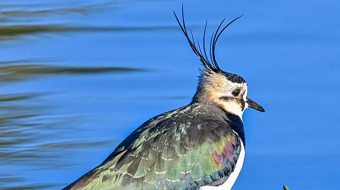 WILDLIFE: West Cork’s wetlands will soon come alive Image