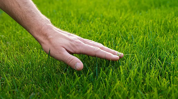 HOME AND GARDEN: Prep now for a great lawn next year Image