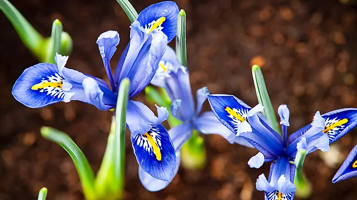GARDENING: Don’t do too much, too early Image