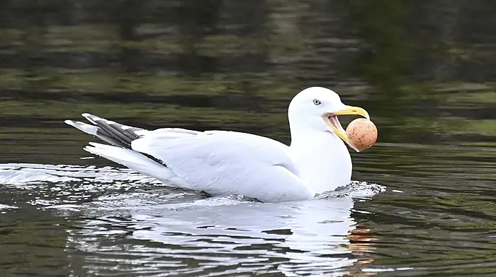 WILDLIFE: Local dining: insights into wildlife diets Image