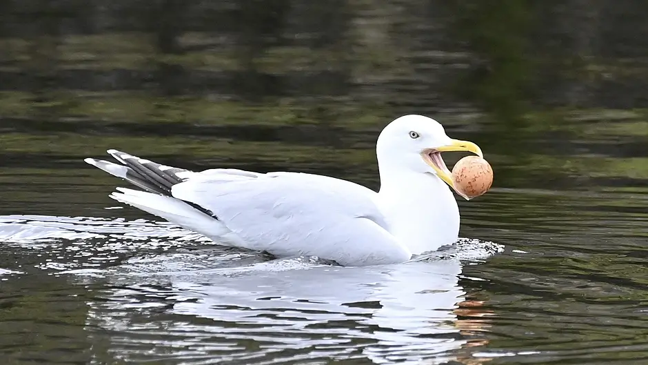 WILDLIFE: Local dining: insights into wildlife diets Image