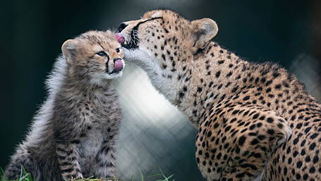Fota Wildlife Park welcomed two cute new arrivals with the birth of two endangered Northern cheetah cubs Image