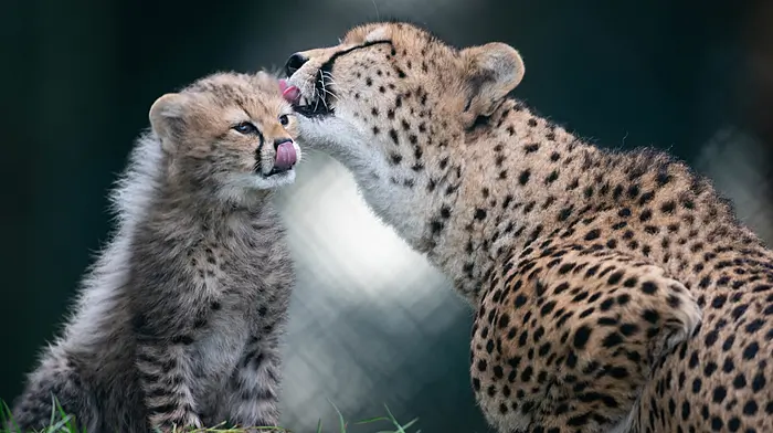 Fota Wildlife Park welcomed two cute new arrivals with the birth of two endangered Northern cheetah cubs Image