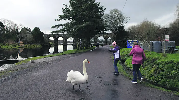 A swan blocks a riverside as walkers step aside near the Twelve Arch Bridge in Ballydehob during Storm Chandra. Photo by Carlos Benlayo