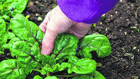 GARDENING: Winter heathers, a healthy boost Image