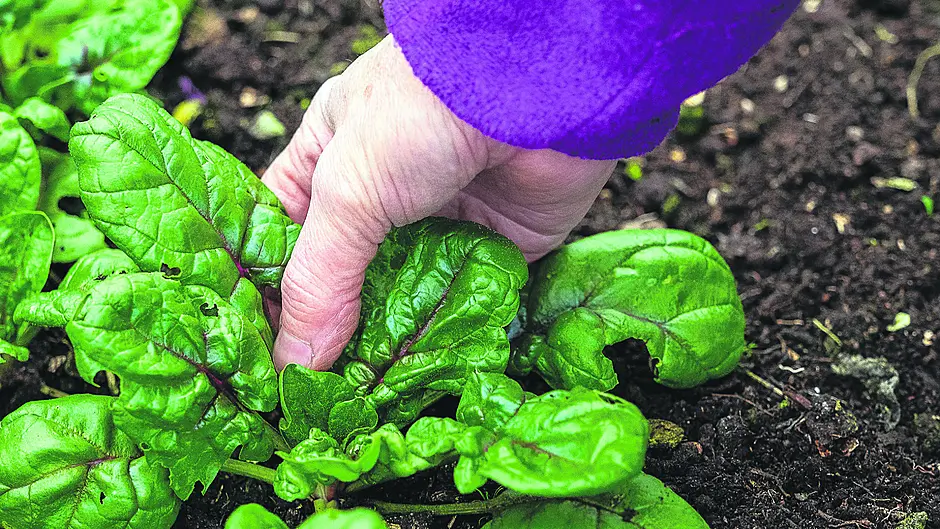 GARDENING: Winter heathers, a healthy boost Image