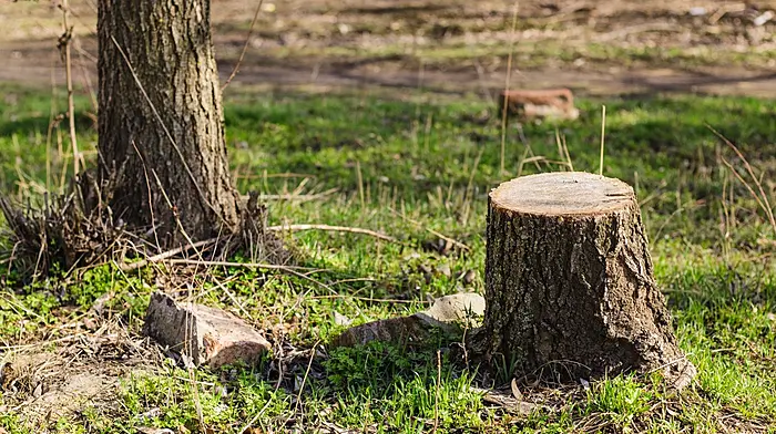 Outrage over trees cut down to stump Image